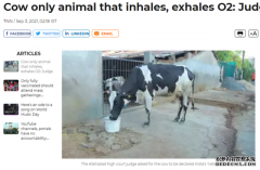 印度法官“神裁决”：牛吸入呼出的都是氧气，应定为“国家动物”