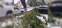 内蒙古呼伦贝尔突降大雪：积雪覆盖路面 树枝被积雪压折有车辆被砸